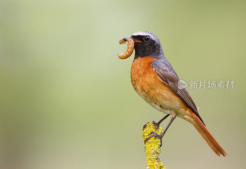 公红雀(Phoenicurus Phoenicurus)